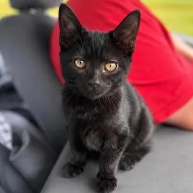A baby small-sized male Black Domestic Short Hair cat named Jetson for adoption in Washington, DC