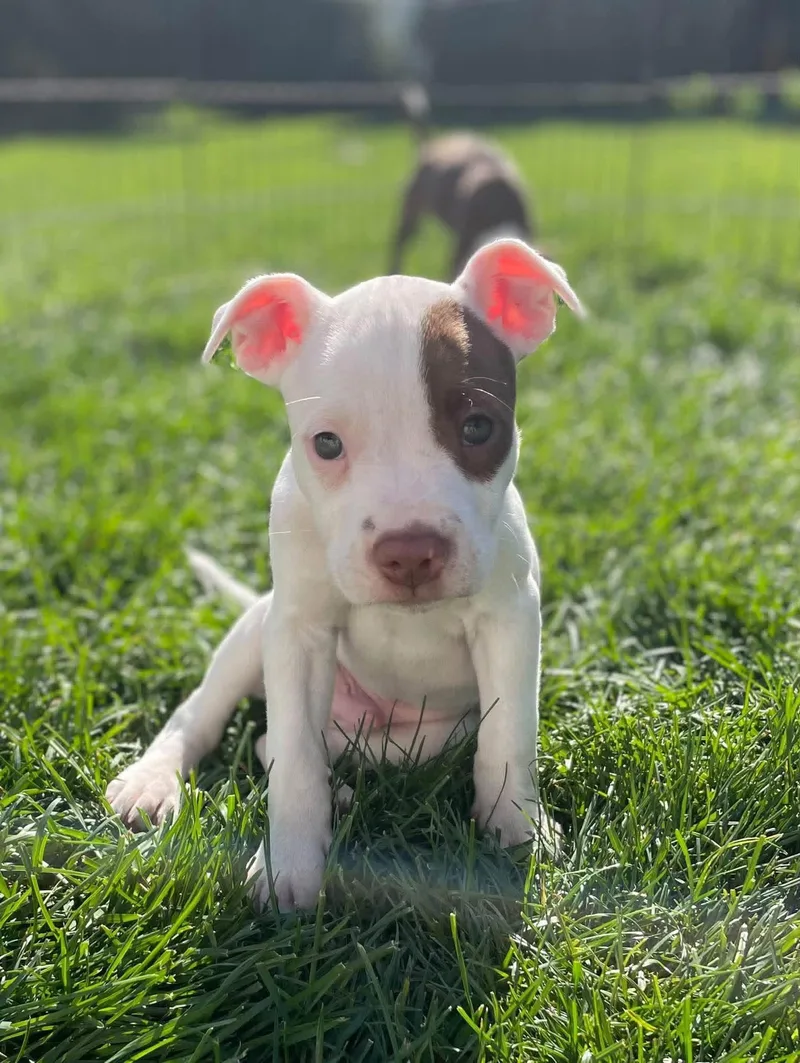 A baby medium-sized male Pit Bull Terrier dog named Petey for adoption in New London, WI