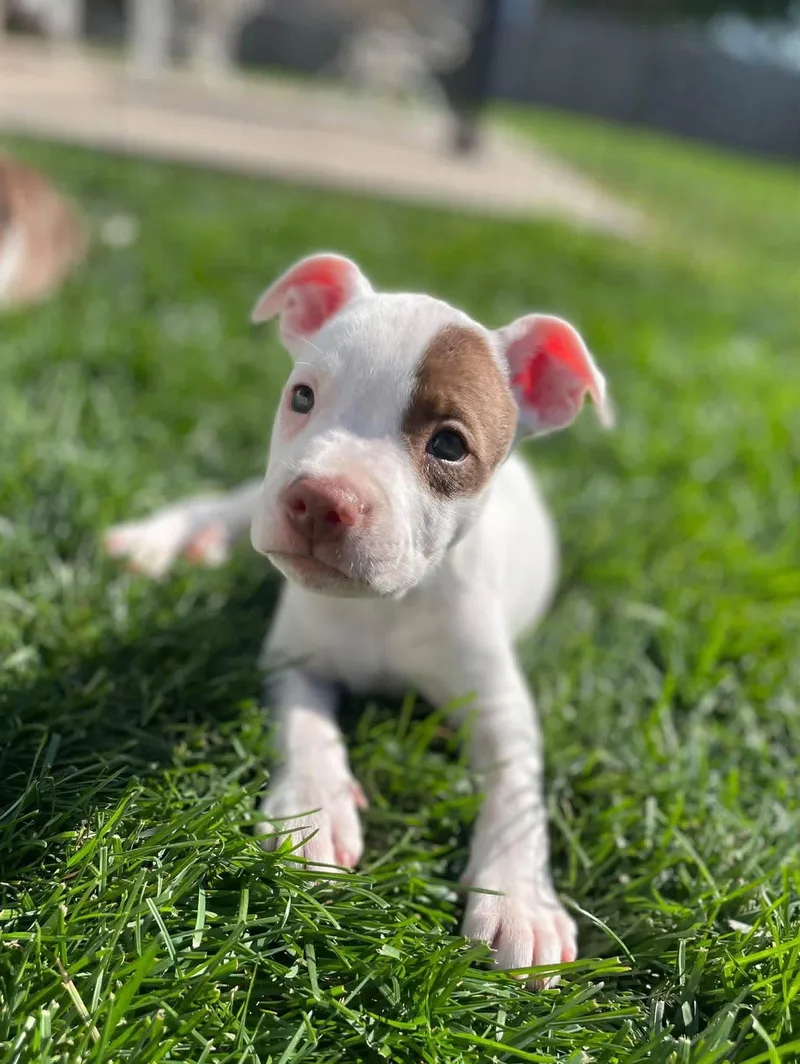 Petey thumbnail 3