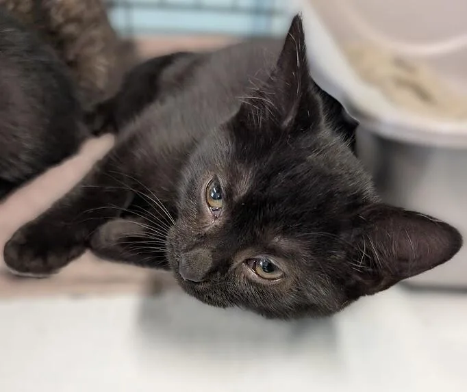 A young medium-sized male Black Domestic Short Hair cat named Dale for adoption in Adrian, MI