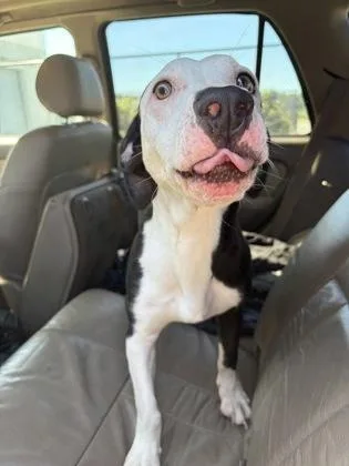 An adult medium-sized male Mixed Breed dog named Frankenweenie for adoption in Atlanta, GA