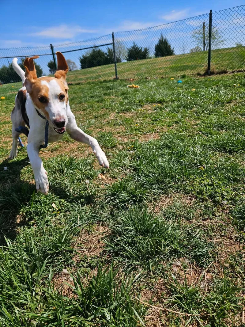 Lil Whisk thumbnail 3