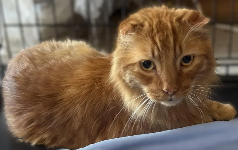 An adult medium-sized male Orange / Red Scottish Fold cat named Emmett for adoption in Walnut Creek, CA