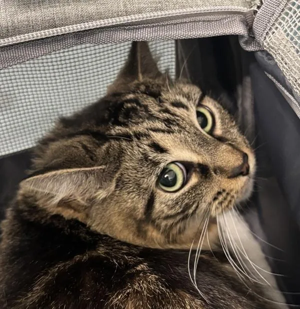 An adult medium-sized female Domestic Short Hair cat named Luce for adoption in Ridgewood, NY