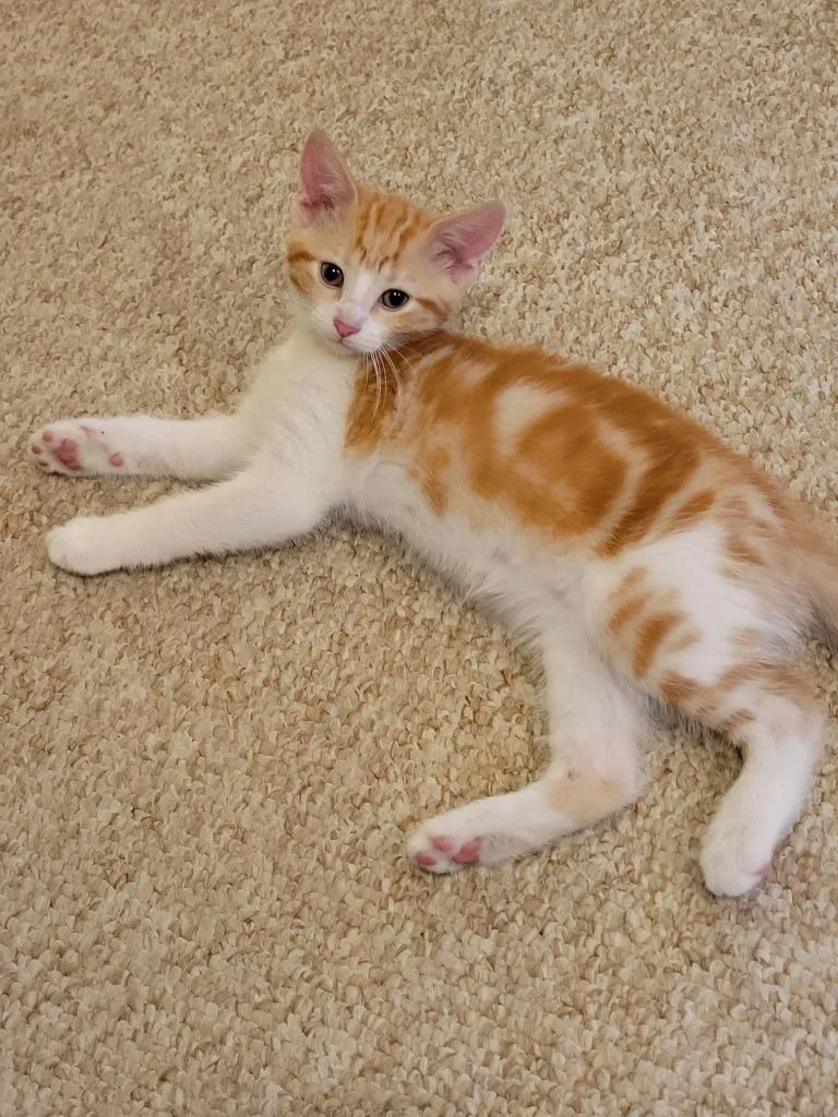 A baby small-sized male Domestic Short Hair cat named Poof and Tigey for adoption in Rockford, IL