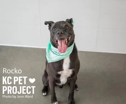 An adult large-sized male Black Mixed Breed dog named Rocko for adoption in Kansas City, MO