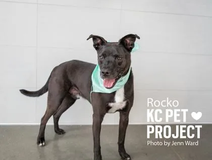 Rocko thumbnail 2