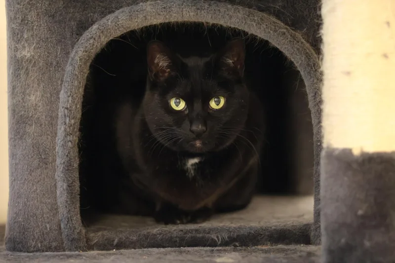 An adult medium-sized female Domestic Short Hair cat named Knight for adoption in Terryville, CT