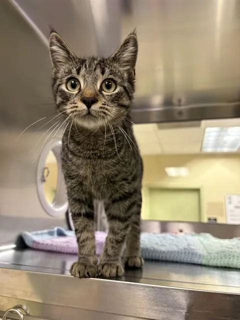 A baby medium-sized male Domestic Short Hair cat named Timmy for adoption in Fort Myers, FL