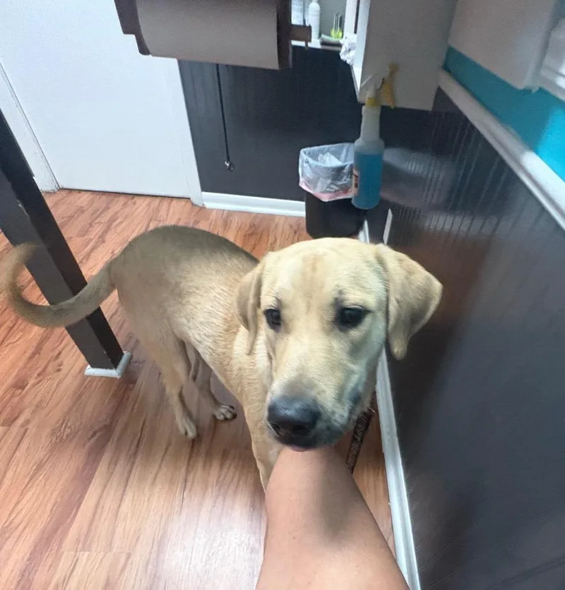 A baby large-sized male Labrador Retriever dog named Arwen for adoption in Leander, TX