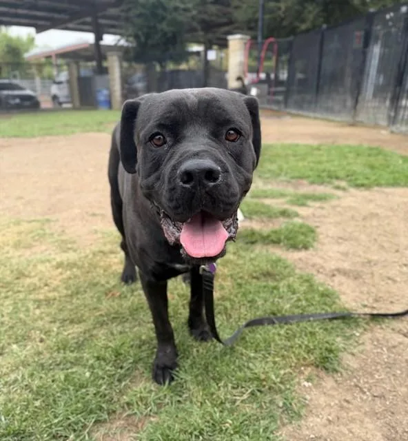 An adult large-sized male Cane Corso dog named Stone for adoption in Riverside, CA