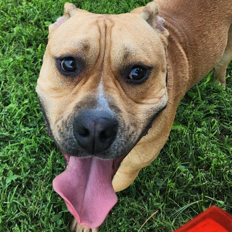 An adult large-sized male Yellow / Tan / Blond / Fawn Pit Bull Terrier dog named Jon Bon Chonky for adoption in Danville, KY
