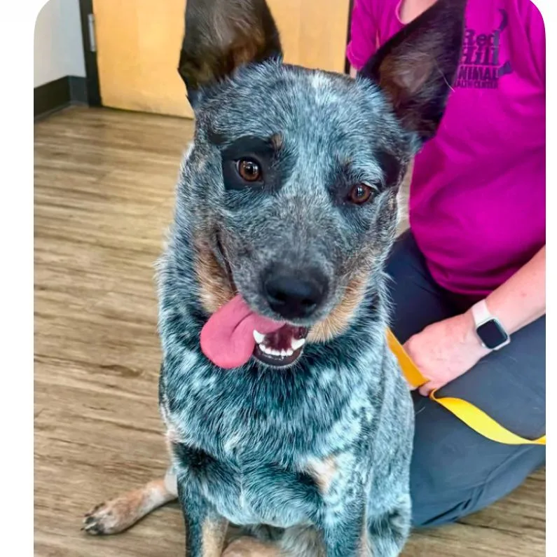 A young medium-sized male Gray / Blue / Silver Australian Cattle Dog / Blue Heeler dog named Hooch for adoption in Glenwood Springs, CO
