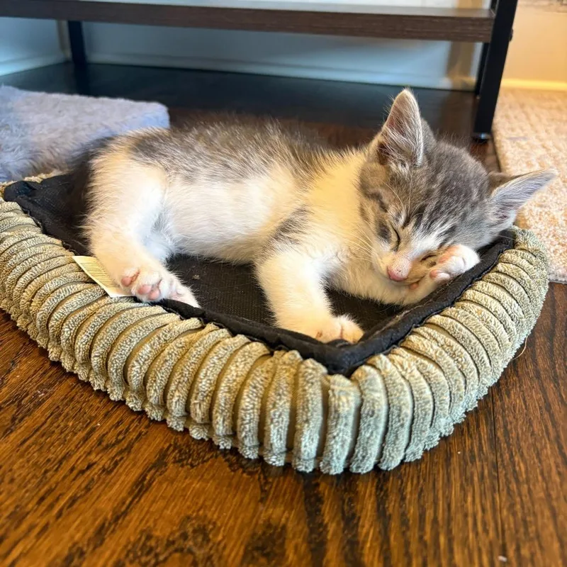 A baby small-sized male Gray / Blue / Silver Domestic Short Hair cat named Carmy for adoption in Skokie, IL
