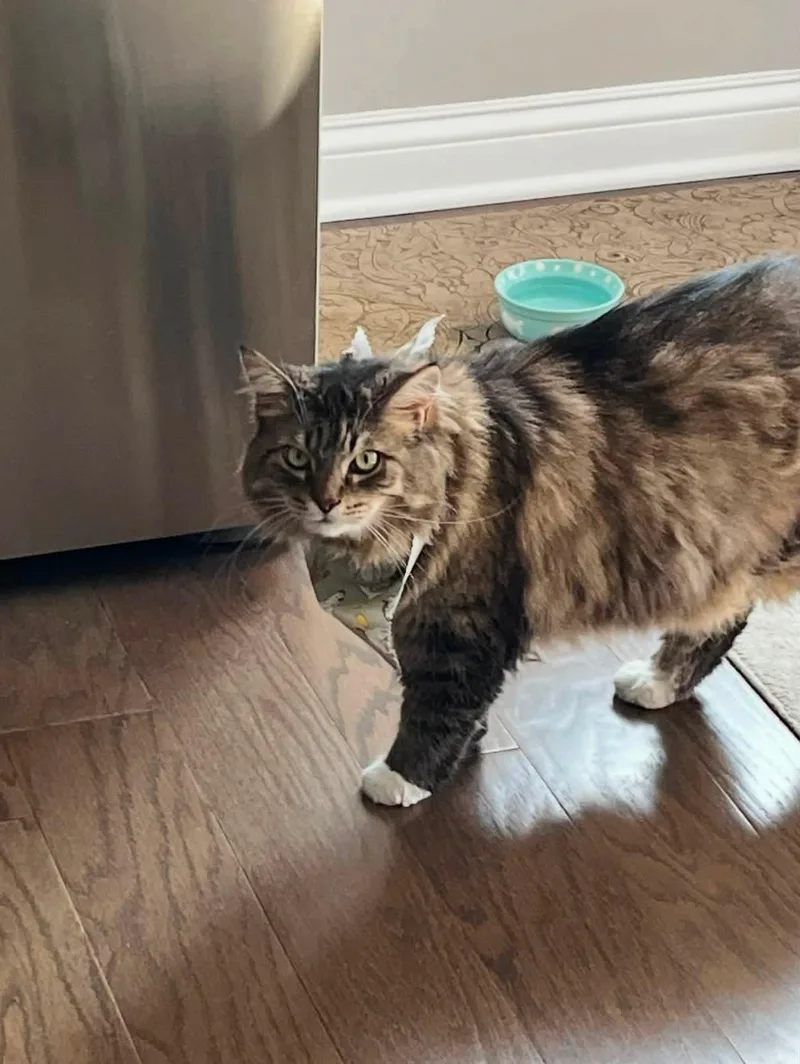 A senior large-sized male Brown / Chocolate Domestic Medium Hair cat named Jack for adoption in Ann Arbor, MI