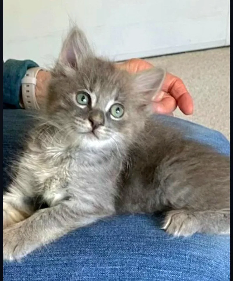 A baby medium-sized female Domestic Medium Hair cat named Teddy for adoption in Campbell, CA
