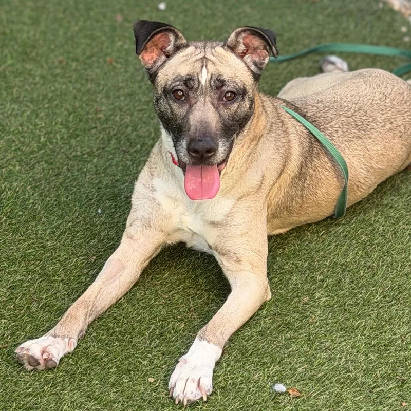 An adult medium-sized female Brown / Chocolate Mixed Breed dog named Pookie for adoption in Asheville, NC