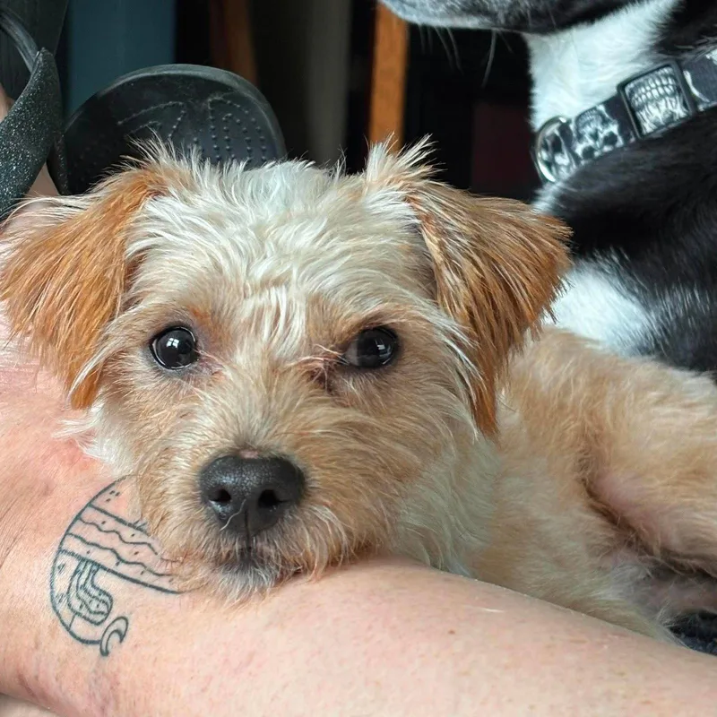 A young medium-sized male Terrier dog named Rusty for adoption in Shillington, PA
