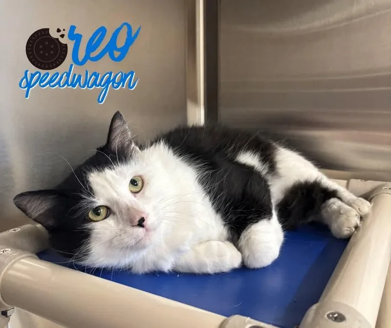 An adult large-sized male Black Domestic Medium Hair cat named Oreo Speedwagon for adoption in Nevada, IA
