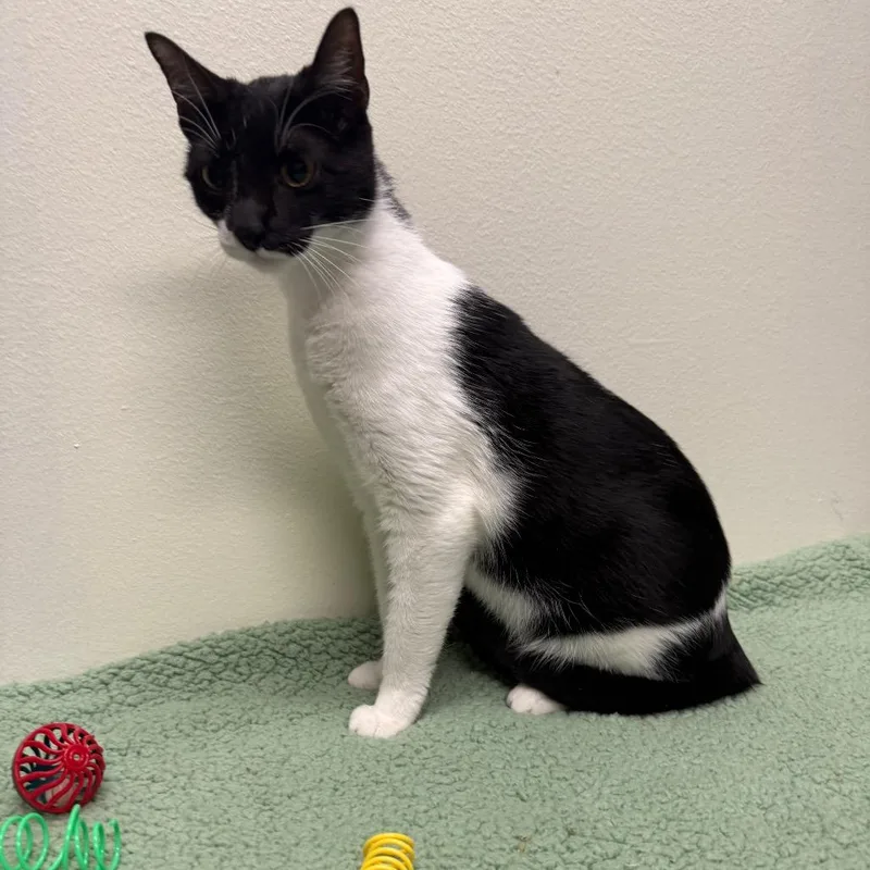 A young large-sized female Black Domestic Short Hair cat named Molly for adoption in Houston, TX