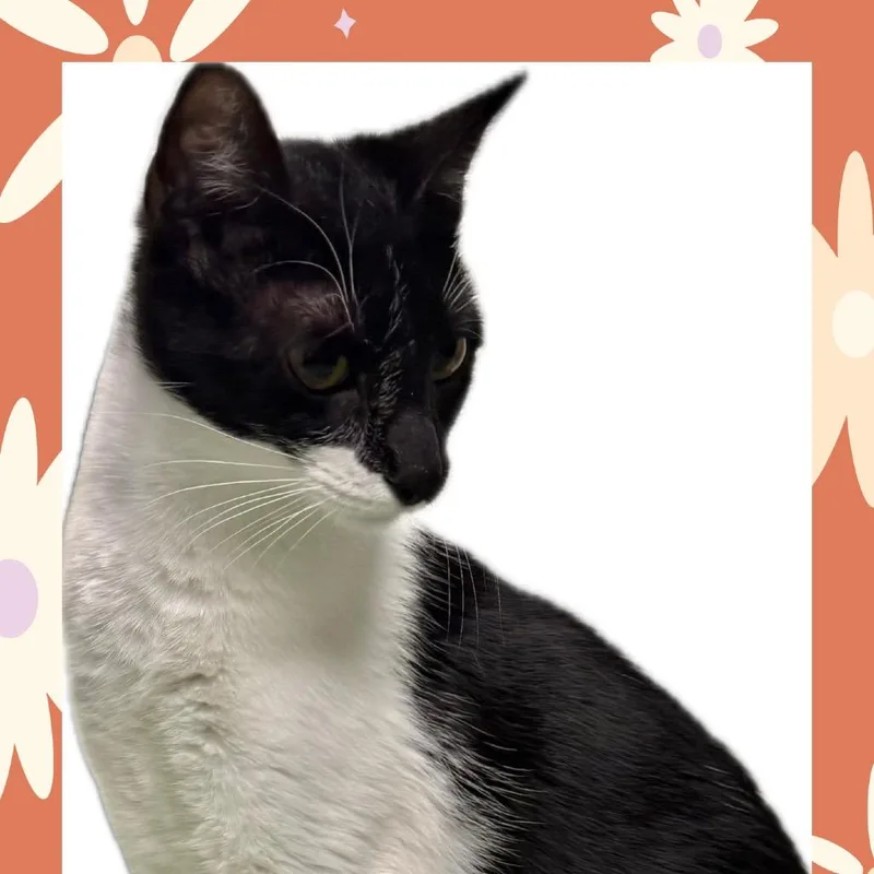 Molly thumbnail 5