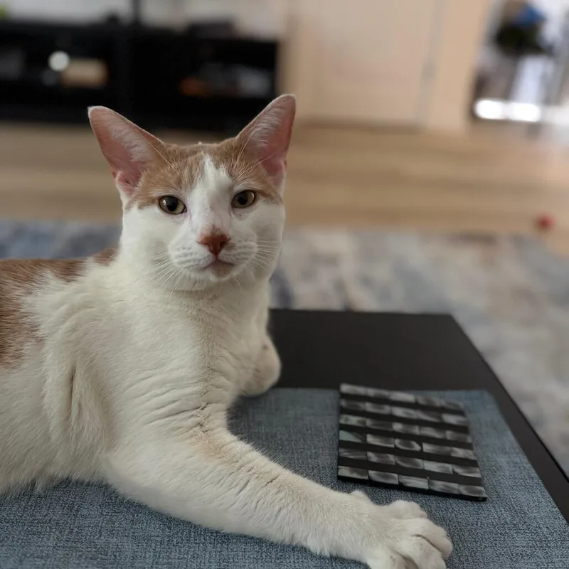 An adult large-sized male Domestic Short Hair cat named Toodia for adoption in Novelty, OH