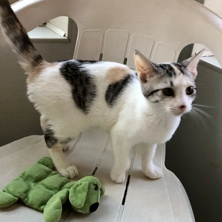 A baby large-sized female Domestic Short Hair cat named Paisely for adoption in Lodi, CA