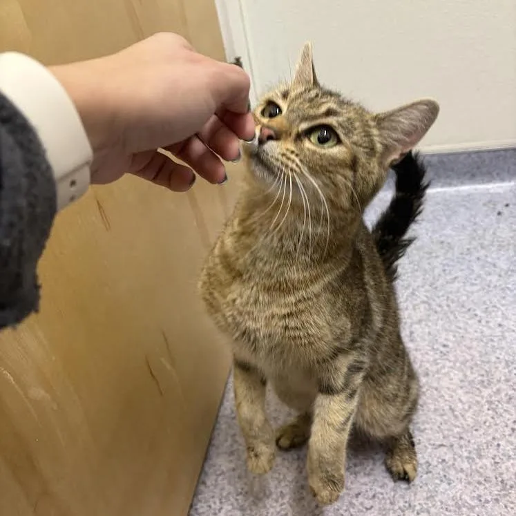 A young small-sized female Brown / Chocolate Domestic Short Hair cat named Maeve for adoption in North Branford, CT