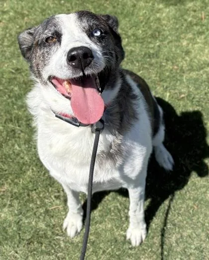 An adult large-sized female Australian Shepherd dog named Loli for adoption in Phoenix, AZ