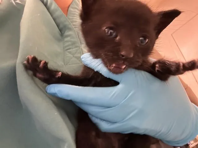 A baby small-sized female Domestic Short Hair cat named Jessie for adoption in Riverside, CA