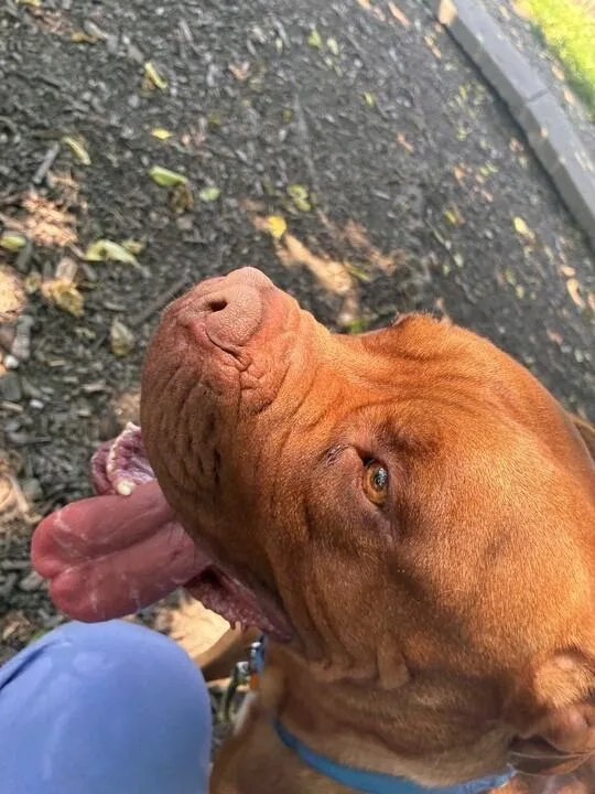 An adult large-sized male Yellow / Tan / Blond / Fawn Mixed Breed dog named Tyson for adoption in Cincinnati, OH