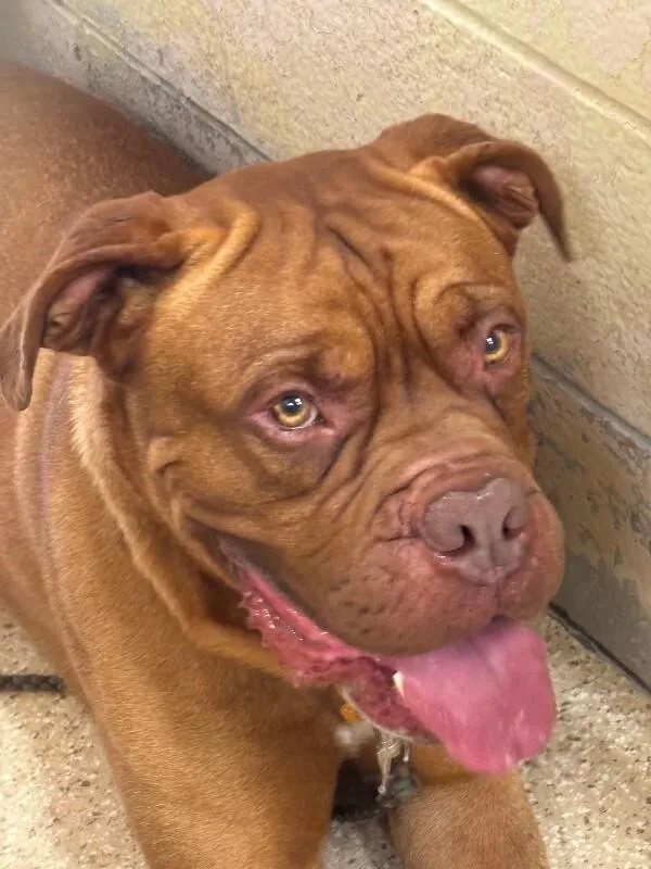 Tyson thumbnail 3