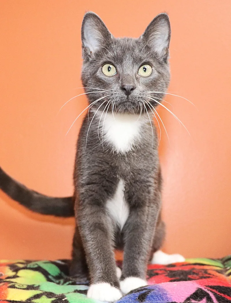 A baby medium-sized male Gray & White Domestic Short Hair cat named Rylan for adoption in Cincinnati, OH