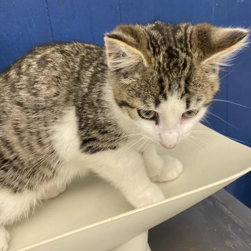A baby small-sized male Gray / Blue / Silver Domestic Short Hair cat named Flash for adoption in Oak Hill, WV