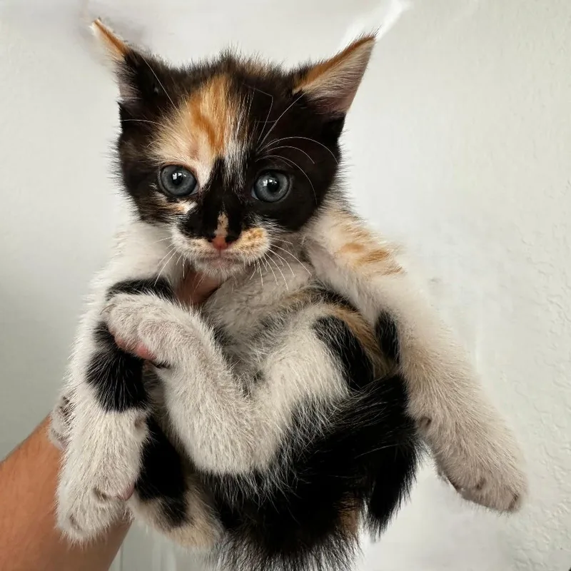 A baby medium-sized female Calico cat named Flan for adoption in miami, FL