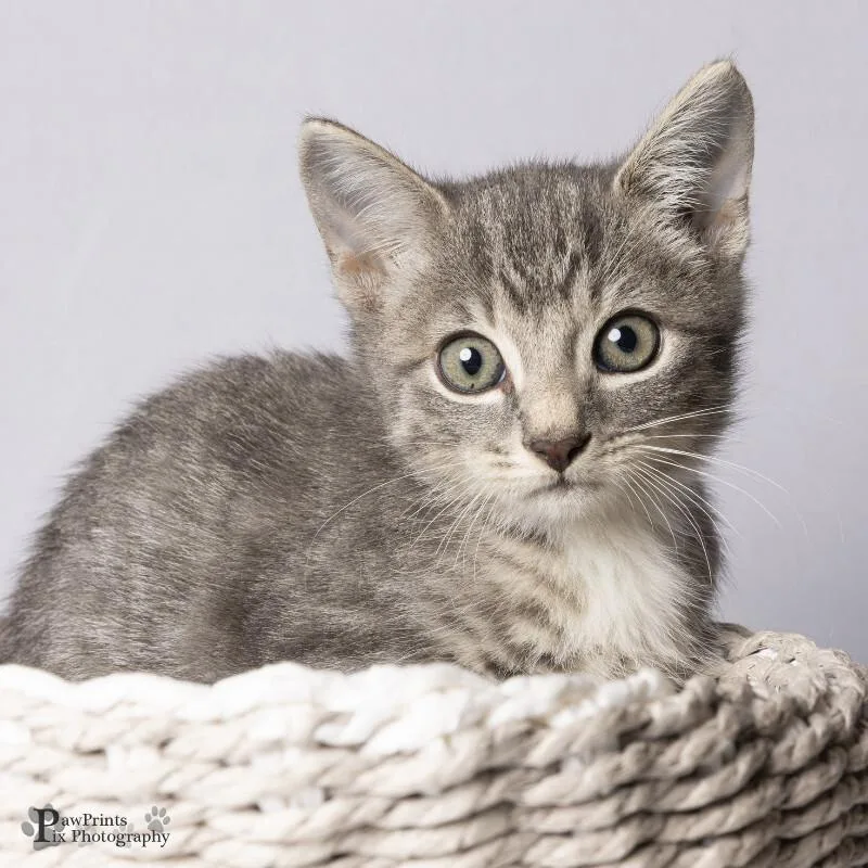 A young medium-sized male Tabby (Gray / Blue / Silver) Domestic Short Hair cat named Crackle for adoption in Maryville, TN