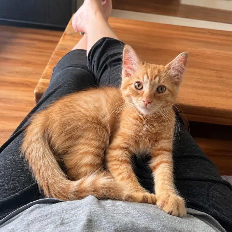 A baby small-sized male Orange / Red Domestic Medium Hair cat named Grover for adoption in Tustin, CA
