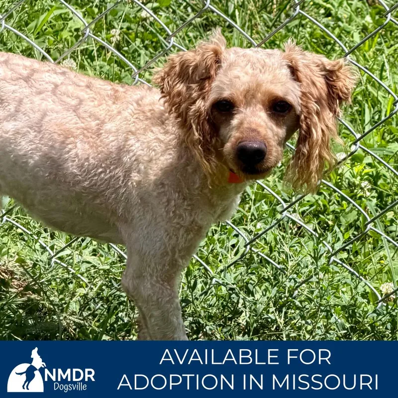 An adult small-sized male White / Cream Miniature Poodle dog named Liam Missouri JN for adoption in Peyton, CO