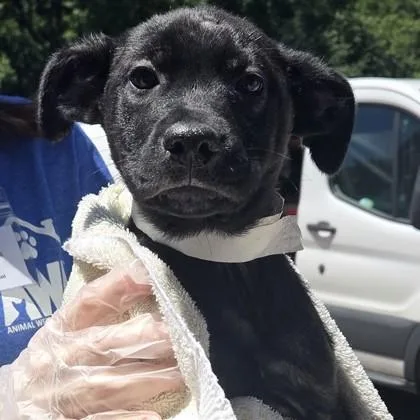 A baby small-sized male Labrador Retriever dog named Alpha Wolf for adoption in Voorhees, NJ