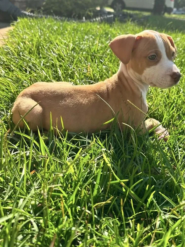 A baby small-sized female Tricolor (Brown, Black, & White) Mixed Breed dog named Flora for adoption in WARNER ROBINS, GA