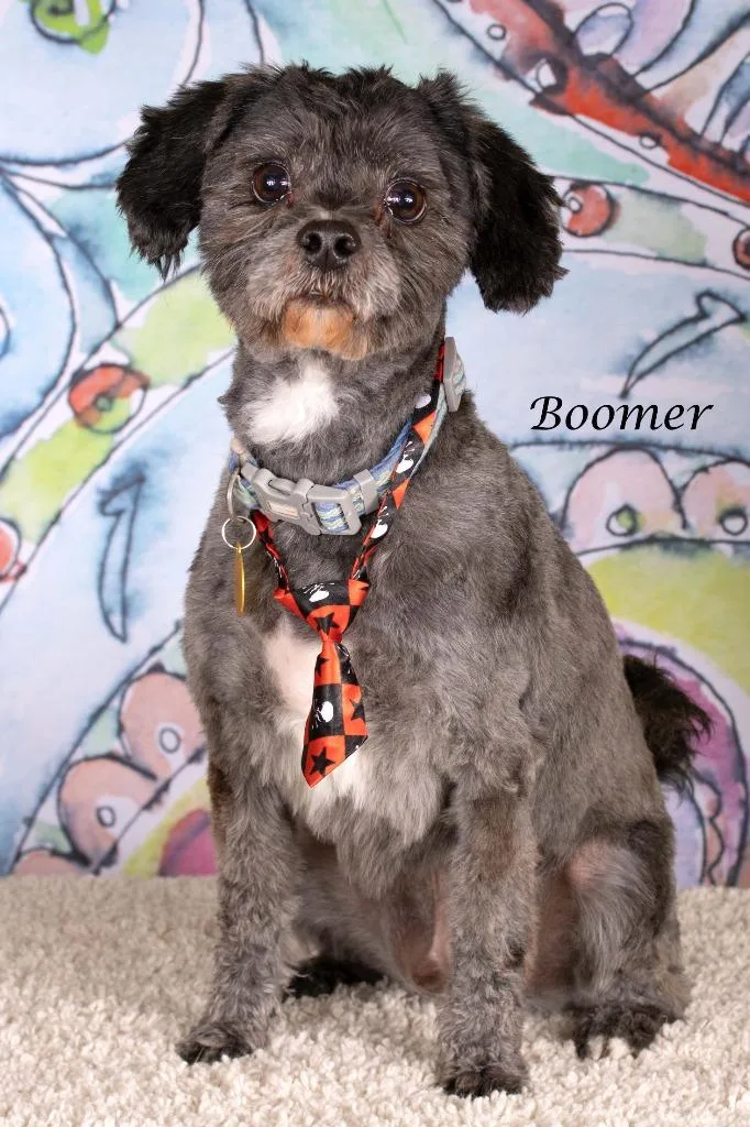 Boomer thumbnail 2