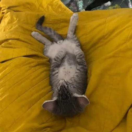 A baby medium-sized male Tabby (Gray / Blue / Silver) Domestic Short Hair cat named Flute for adoption in Houston, TX