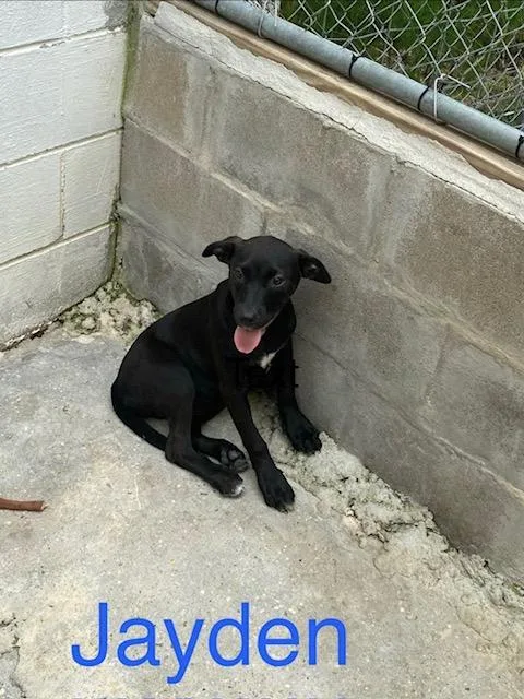 A baby medium-sized female Labrador Retriever dog named Jayden for adoption in Zimmerman, MN