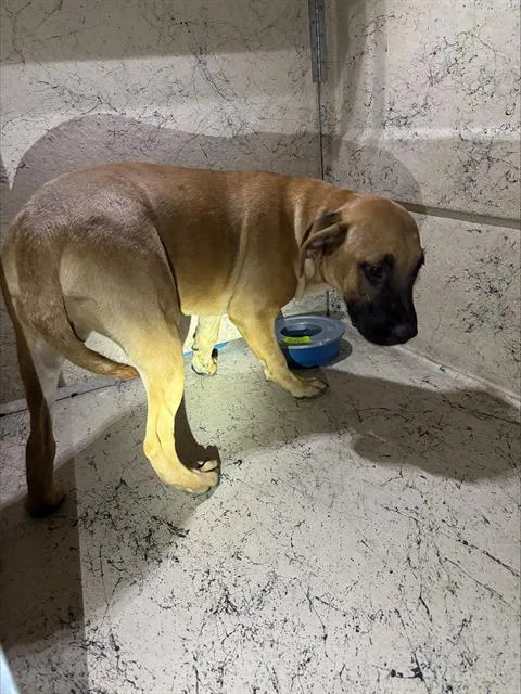 A young medium-sized male Mastiff dog named Beaver for adoption in Las Vegas, NV