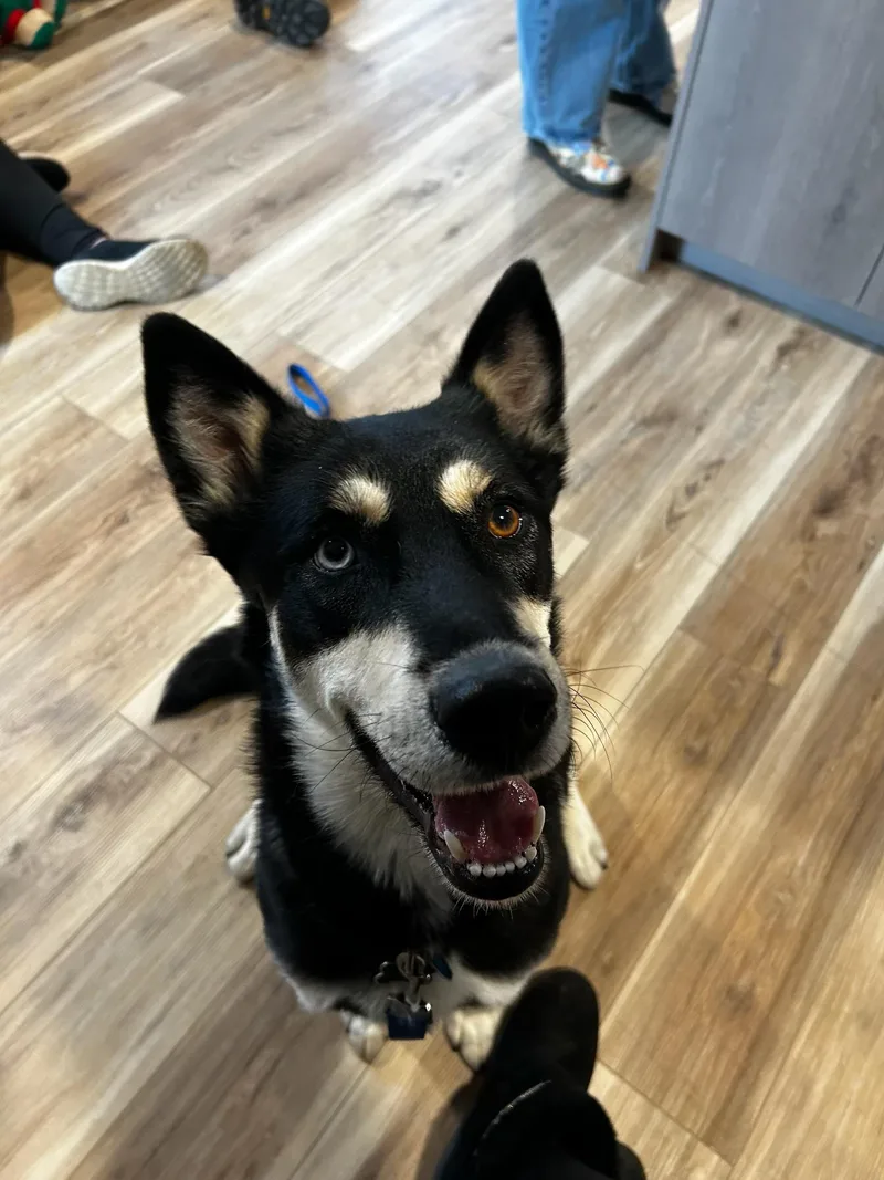 An adult large-sized female Husky dog named Luna for adoption in Reeds Spring, MO