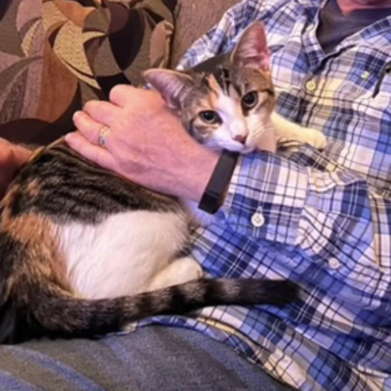 A young large-sized female Calico Domestic Short Hair cat named Big and Beautiful Munchkin for adoption in Bordentown, NJ