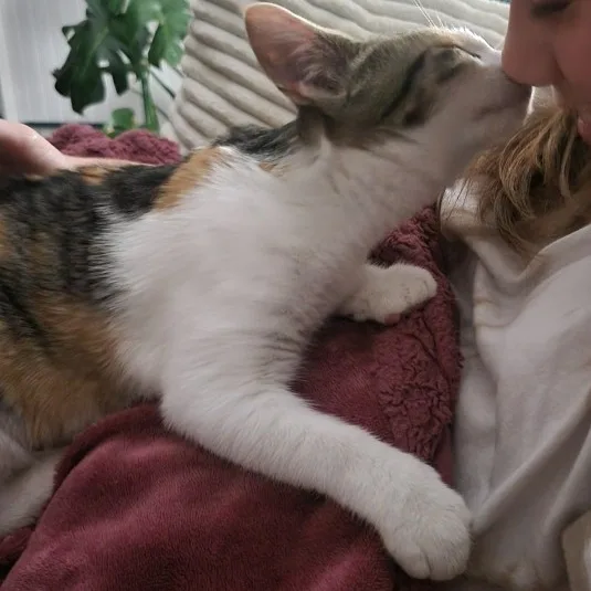 Big and Beautiful Munchkin thumbnail 3