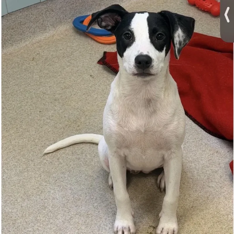 A baby small-sized female Black Mixed Breed dog named Velma for adoption in Springboro, OH