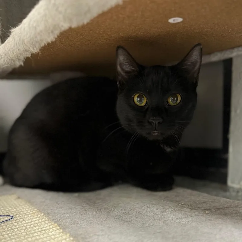 Stevie Nicks thumbnail 2