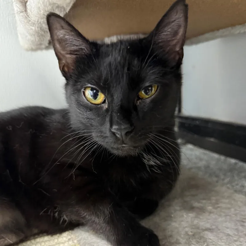 A young medium-sized female Black Domestic Short Hair cat named Stevie Nicks for adoption in Monticello, IA